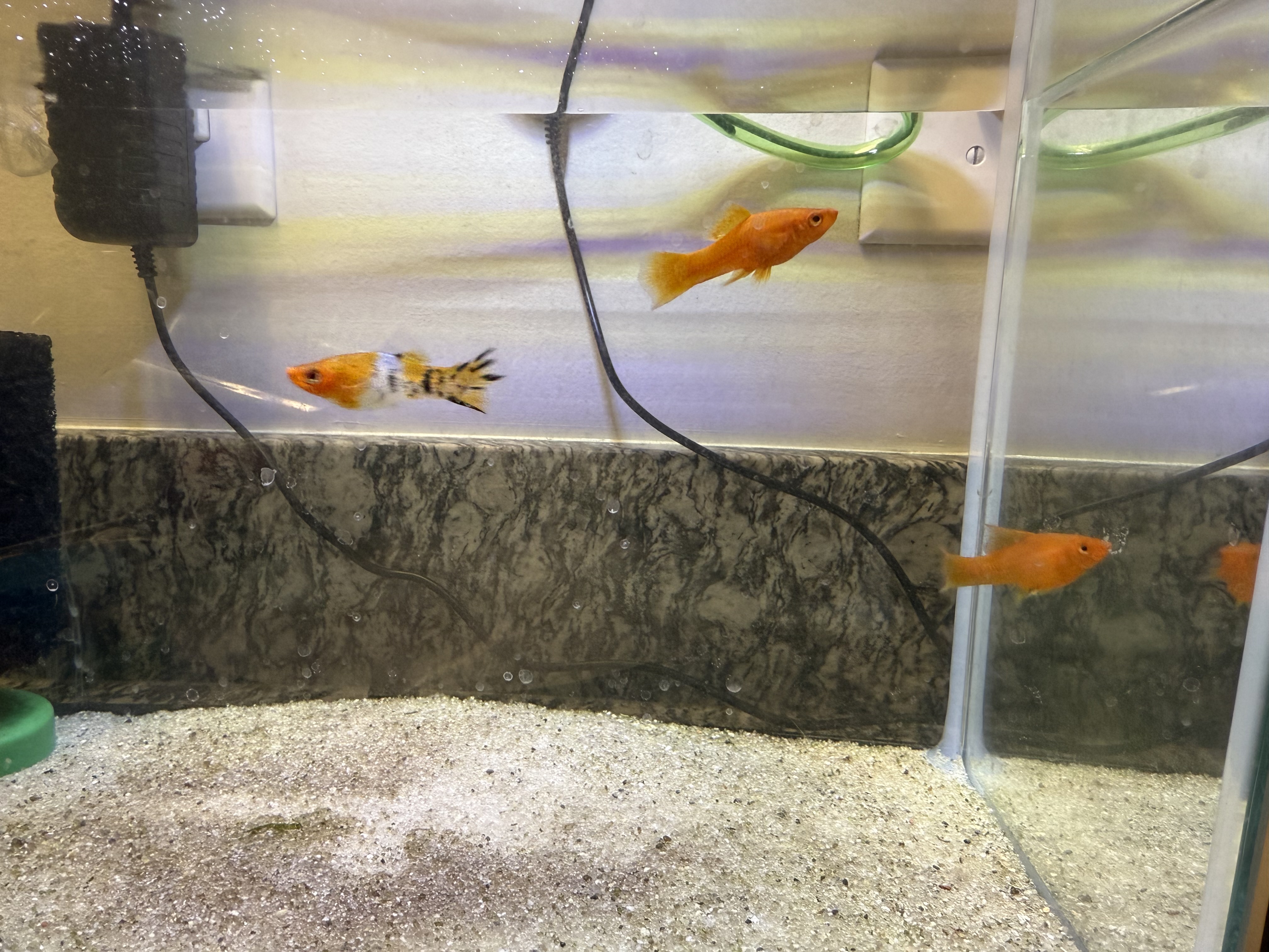 fish